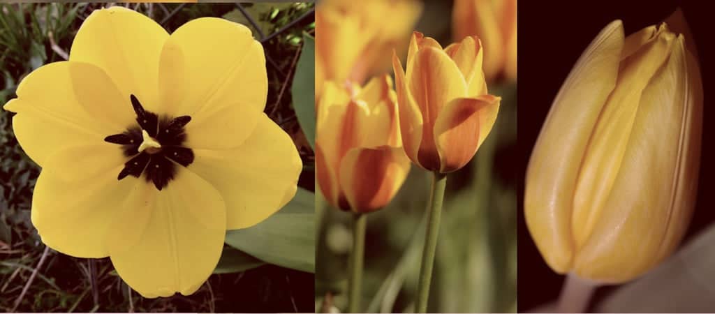 3 façons de dessiner une tulipe
