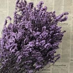 Fleur Séchée Bouquet coloré Violet