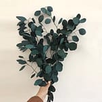 Fleur séchée Eucalyptus Bleu