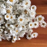 Fleur Séchée Marguerites Blanc