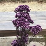 Fleur séchée Millet Violet