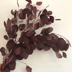 Fleur séchée Eucalyptus Rouge